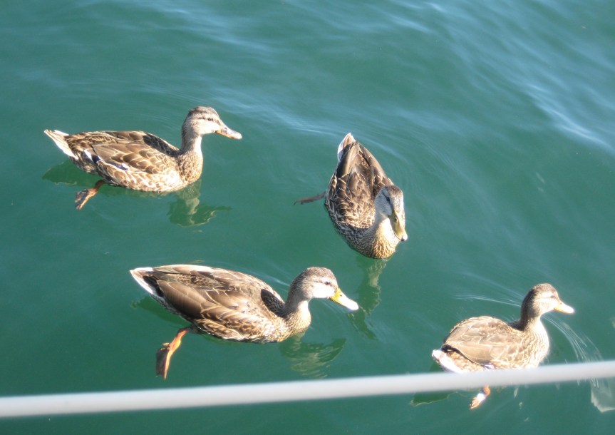 The ducks came over looking for a handout once we had settled in at the mooring.