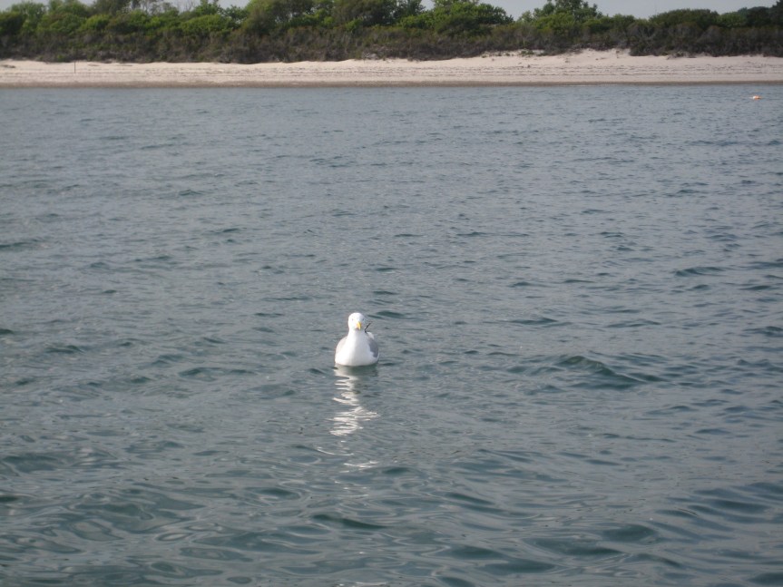 This guy showed up as soon as the drumsticks went onto the grill. 